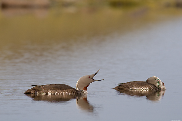 Red-throated Loons, (Gavia stellata), Iceland